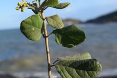 Tetrapterys phlomoides