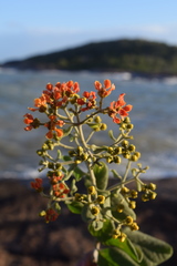Tetrapterys phlomoides