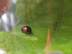 Brachiacantha subfasciata