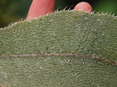 Elaphoglossum sprucei