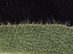 Elaphoglossum sprucei