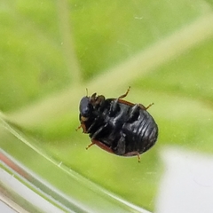 Brachiacantha subfasciata