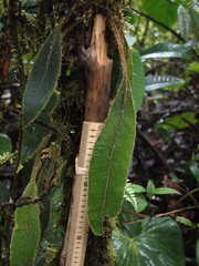 Elaphoglossum sprucei