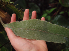 Elaphoglossum sprucei