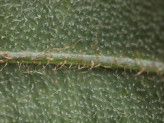 Elaphoglossum sprucei
