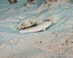 Valenciennea puellaris