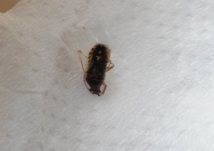 Liorhyssus