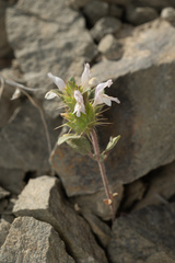 Acanthomintha lanceolata