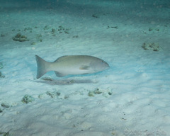 Plectropomus leopardus