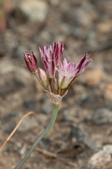Allium diabolense