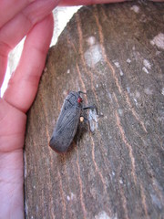 Acraephia perspicillata