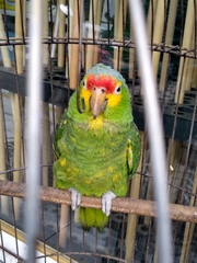 Amazona autumnalis
