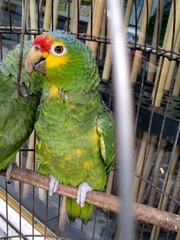 Amazona autumnalis