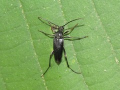 Typocerus lugubris
