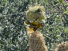 Ploceus castaneiceps