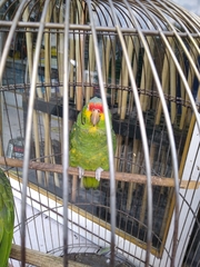 Amazona autumnalis