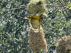 Ploceus castaneiceps