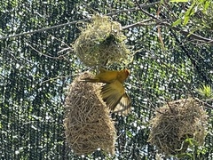 Ploceus castaneiceps