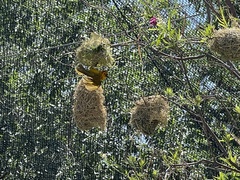 Ploceus castaneiceps
