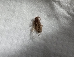 Liorhyssus