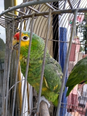 Amazona autumnalis