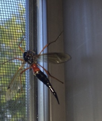 Tanyptera