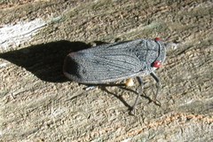 Acraephia perspicillata