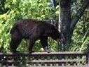 Ursus americanus