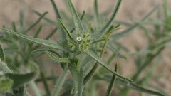 Johnstonella costata