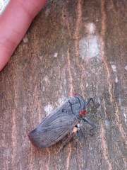 Acraephia perspicillata