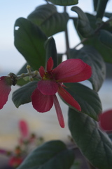 Tetrapterys phlomoides