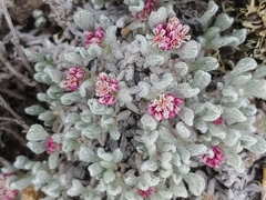 Eriogonum soliceps