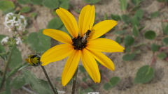 Helianthus petiolaris canescens