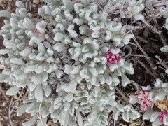 Eriogonum soliceps