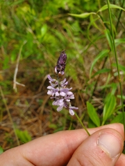 Orbexilum psoralioides