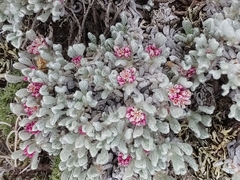 Eriogonum soliceps