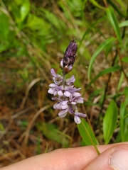 Orbexilum psoralioides