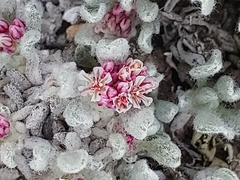 Eriogonum soliceps