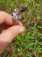 Orbexilum psoralioides