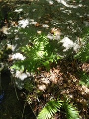 Pelazoneuron puberulum sonorense