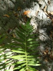 Pelazoneuron puberulum sonorense