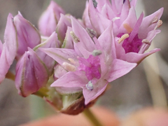 Allium lemmonii