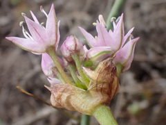 Allium lemmonii