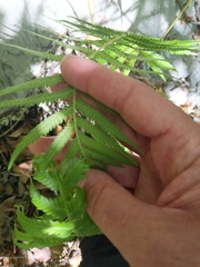 Pelazoneuron puberulum sonorense