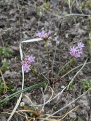 Allium lemmonii