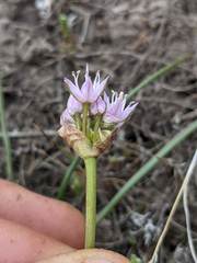 Allium lemmonii