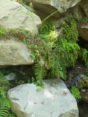 Pelazoneuron puberulum sonorense