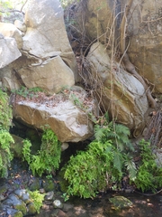 Pelazoneuron puberulum sonorense