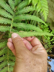 Pelazoneuron puberulum sonorense