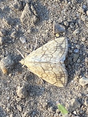 Evergestis pallidata
